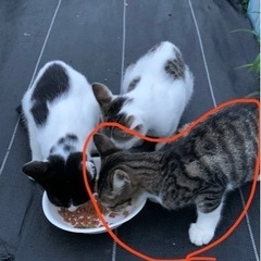 猫ケージをお譲り頂きたいです🙏🙇‍♀️