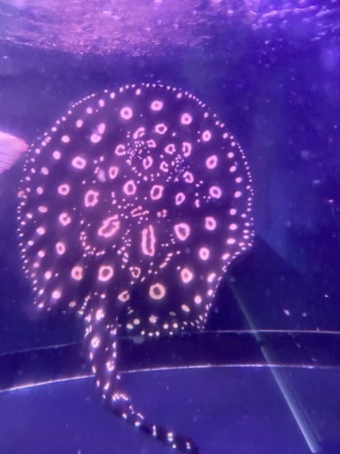 大型熱帯魚いろいろ