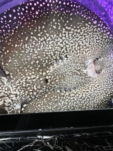 大型熱帯魚いろいろ