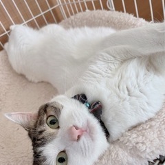 人懐っこい雑種猫