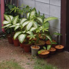 観葉植物（デフィンバキア、パキラ）