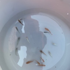 メダカお得セットの画像