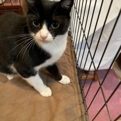 ２歳のメス猫ちゃんの里親になりませんか？