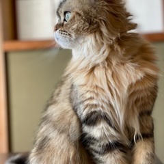 猫が大好きな方、生涯大切にしてくださる方