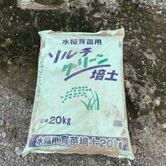 余った稲苗を安く売ります。