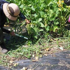 【ぐんま高山農業体験】旬の秋野菜収穫、稲刈り体験しませんか？