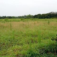 畑の草刈り、草取り、お仕事下さい