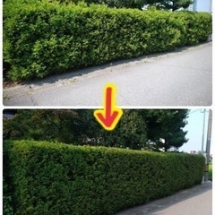 格安‼️見積無料‼️生垣剪定作業‼️