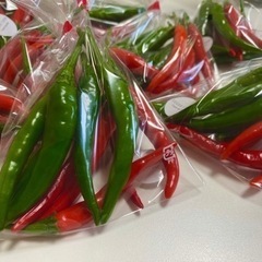 一袋100円！タイ産の種で作ったトウガラシの画像