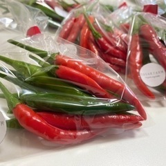 一袋100円！タイ産の種で作ったトウガラシの画像