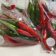 一袋100円！タイ産の種で作ったトウガラシの画像