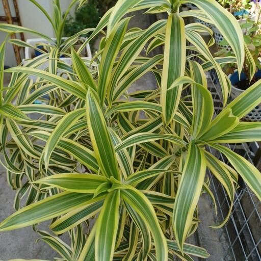 植物※ドラセナ