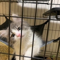 猫用ケージ　大型　Amazon Basicの画像