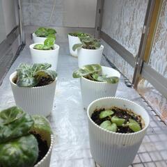 「お取引中」セントポーリア23鉢　引き取れる方の画像