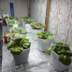 「お取引中」セントポーリア23鉢　引き取れる方の画像