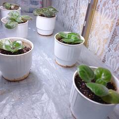 「お取引中」セントポーリア23鉢　引き取れる方の画像