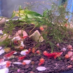 レッドチェリーシュリンプ　ハイグレードの画像