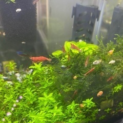 レッドチェリーシュリンプ　ハイグレード