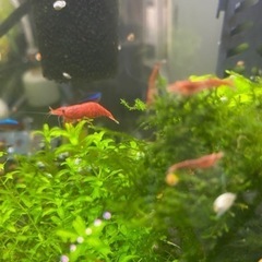 レッドチェリーシュリンプ　ハイグレードの画像