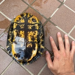 ミシシッピアカミミガメ？　チズガメ？　キバラ？ − 千葉県