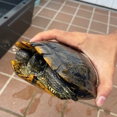 ミシシッピアカミミガメ？　チズガメ？　キバラ？の画像
