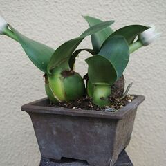 マユハケオモト（開花鉢）
