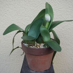 白花マユハケオモト