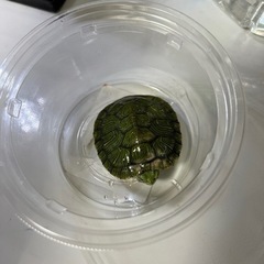 亀決まりました