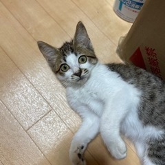 キジシロ女の子里親募集中早めにお願いします。