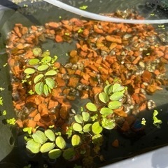 終わりです❗️メダカ用水草