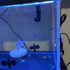 【決まりました】熱帯魚、アフリカンシクリッドの稚魚　500円