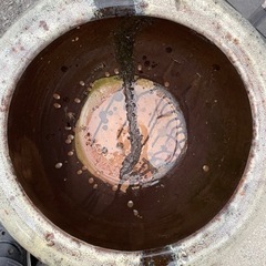 🐟人気睡蓮鉢🐟の画像