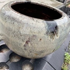 🐟人気睡蓮鉢🐟の画像