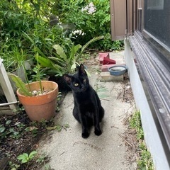 黒猫の子供　推定生後半年