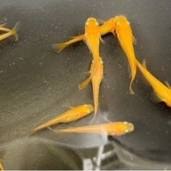 楊貴妃メダカ　稚魚5匹　ヨウキヒめだかの画像