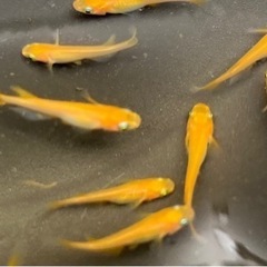 楊貴妃メダカ　稚魚5匹　ヨウキヒめだかの画像
