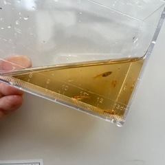 楊貴妃メダカ　稚魚5匹　ヨウキヒめだかの画像