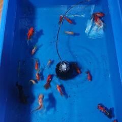 金魚 1000円均一祭