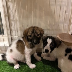 保護した子犬　2匹　兄弟