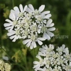 オルレア ホワイトレースフラワー と ニゲラ 矢車草 ホワイトの...