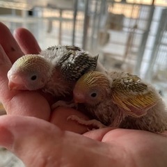 里親様募集！可愛いセキセイインコお譲りします^_^
