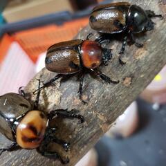 （商談中）ヨツボシヒナカブト♂♀♀トリオ（オス大型）