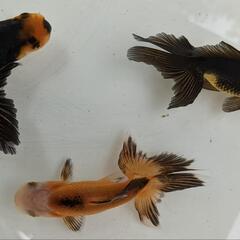 四国系日本オランダ獅子頭(シシガシラ)【金魚】【当歳】