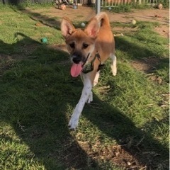 元気いっぱいの子犬