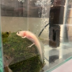 ウーパールーパー里親募集(生体のみ)