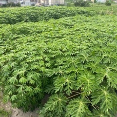 キャッサバ芋　(黄色) 収穫販売中の画像