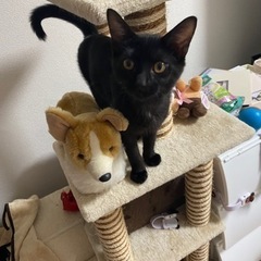 【現在交渉中です。】黒猫約5ヵ月女の子の里親募集です − 愛知県