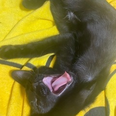【現在交渉中です。】黒猫約5ヵ月女の子の里親募集です - 岩倉市