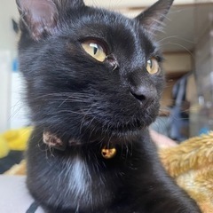【現在交渉中です。】黒猫約5ヵ月女の子の里親募集です - 猫