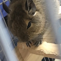 デグーの里親募集